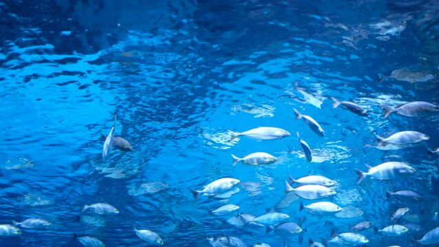 fish at aquarium, under water, animals
