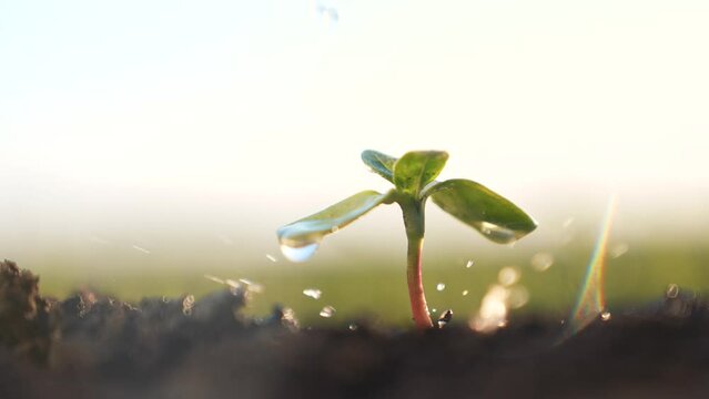 Agriculture. A farmer hand water green sprout. Green seedling in soil. Agriculture concept. Water drops, life of young sprout. Sprouted seed in fertile soil. Farmer hand waters young seedling in soil