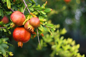 Fresh pomegranate on the tree. Selective focus.