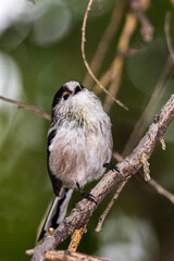 Fototapeta premium Long-tailed Tit perched on a tree branch