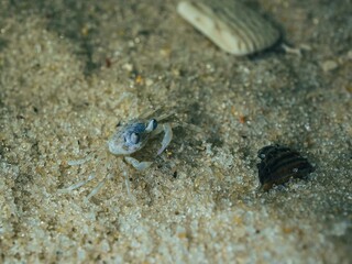 Closeup shot of an Atlantic ghost crab swimming in water