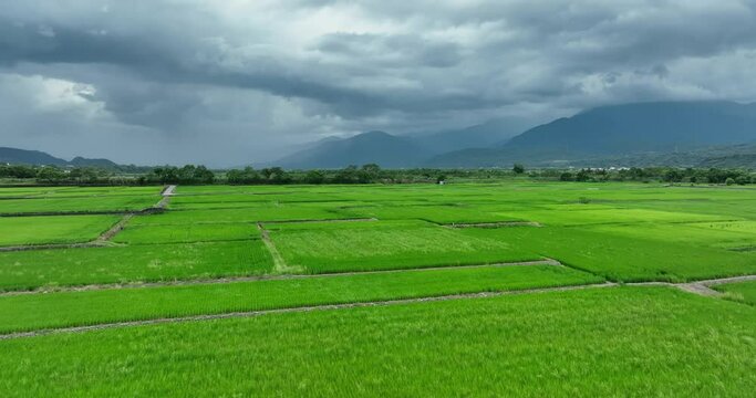 Drone fly over the rice field in Yuli of Hualien in Taiwan