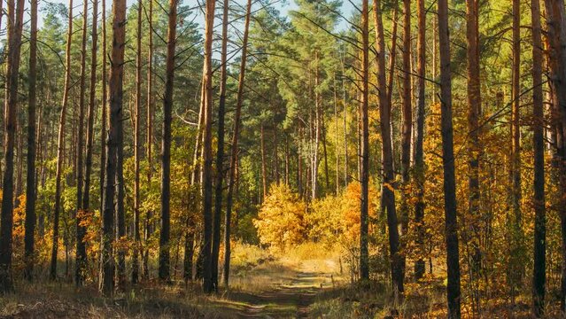 Autumn Mood. From Summer Green To Autumn Yellow. 4k Timelapse. Summer Autumn Forest Transition. Season Change Concept. Green Trees Turn Yellow. Pine Forest. Time Lapse, Time-lapse.