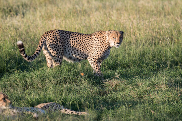 Gepard  © Sascha