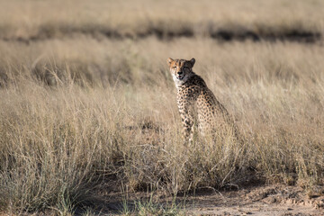 Gepard 