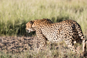 Gepard 