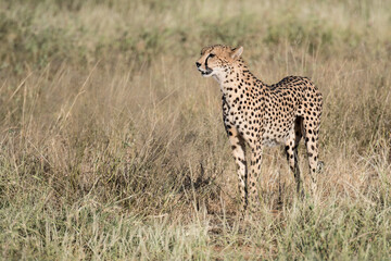 Gepard 