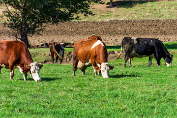 Fototapeta na wymiar Cows grazing in a meadow