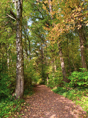 Autumn road in dense forest