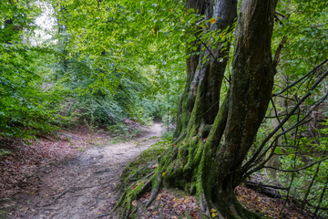 Waldweg in der Wahner Heide im Herbst