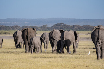 Afrikanischer Elefant