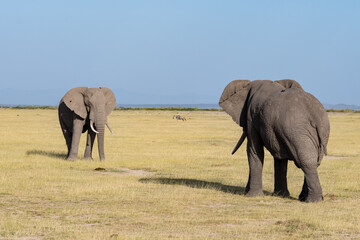 Fototapeta premium Afrikanischer Elefant