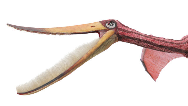 3d rendered dinosaur illustration of the Pterodaustro