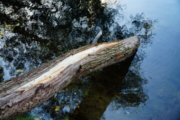 Fototapeta na wymiar A half-submerged log with cracked bark in a pond 