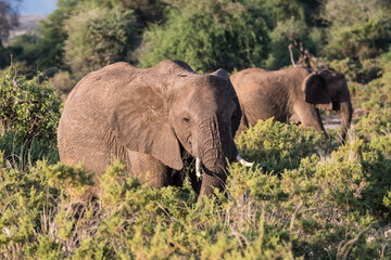 Fototapeta premium Afrikanischer Elefant