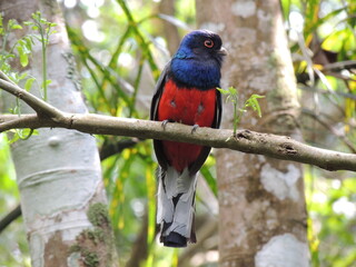 Aves brasileiras em seus habitats naturais