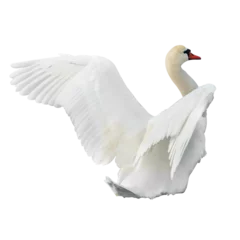 Foto op Canvas White swan bird in PNG isolated on transparent background © Pavlo Vakhrushev