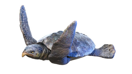 3d rendered dinosaur illustration of the Archelon © Sebastian Kaulitzki