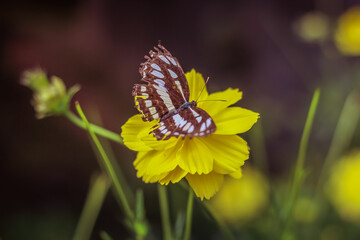 Butterfly and Yellow Amba Daas Flower | Atapethi