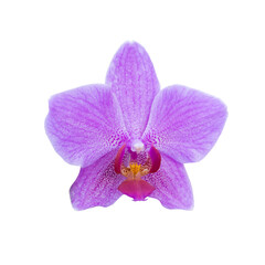 Naklejka na ściany i meble Pink orchid flower in macro PNG isolated on transparent background