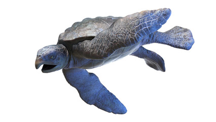 3d rendered dinosaur illustration of the Archelon © Sebastian Kaulitzki