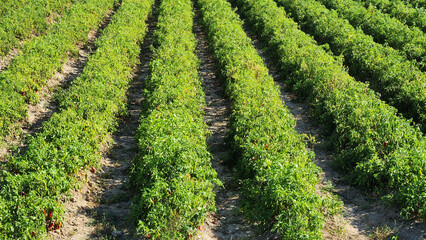 Fototapeta na wymiar A partial view of a jalupino pepper field after harvesting