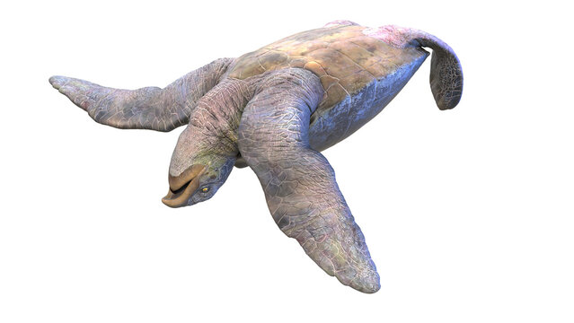 3d rendered dinosaur illustration of the Archelon