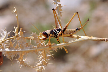 A Syrian grasshopper (Saga syriaca) sitting on a stone