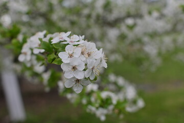 white flowers in the garden