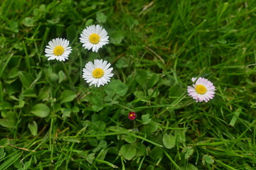 Daisies in a clearing