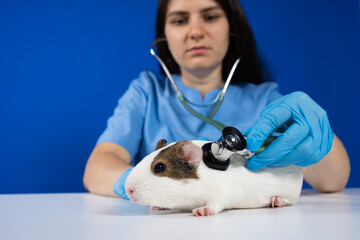 The veterinarian examines the heart and lungs of a guinea pig with a stethoscope.