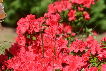 red flowers in the garden