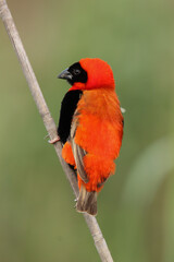 Male Southern Red Bishop in breeding plumage, Kruger National Park, South Africa 