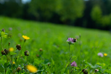 bumblebee on clover