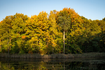 A lake in an autumn forest