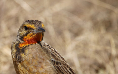 Cape Longclaw, Addo Elephant National Park, South Africa