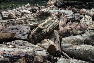 Fototapeta na wymiar A pile of cut wooden logs, cut down tree trunks sawed and ready for production or to be used as firewood. Pieces of tree trunks that have been cut down, Stack of hardwood logs, Selective focus.
