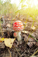 Amanita or Fly agaric in the leaves of the autumn forest. Wild mushrooms.
