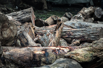 Fototapeta na wymiar A pile of cut wooden logs, cut down tree trunks sawed and ready for production or to be used as firewood. Pieces of tree trunks that have been cut down, Stack of hardwood logs, Selective focus.