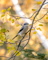 A Northern Shrike on a branch in the forest on a beautiful and colorful fall day in Northwest Ontario, Canada.