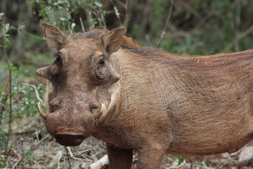 Warthog, Kruger National Park, South Africa