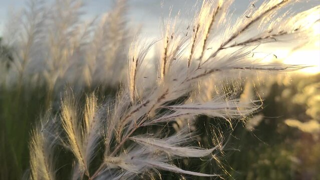 Close-up of White Saccharum Spontaneum (Kash Flower) Behind Golden Sunlight at sunset.