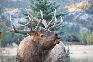 Bull Elk Bugling