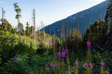Velka Studena dolina valley in Slovakia with purple flowers © Szabi Bella/Wirestock Creators