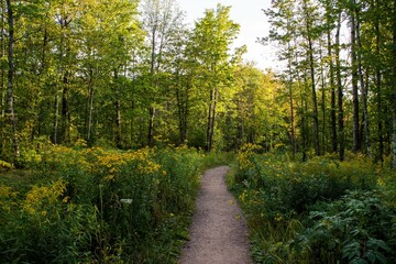 Northwood Wisconsin forest service trail © Szabi Bella/Wirestock Creators