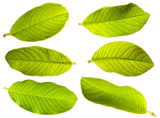 Fototapeta premium collection of young yellowish guava leaves. a group of objects isolated . set of leaves