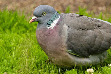 Colourful Woodpigeon, Scotland, United Kingdom