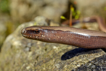 Griechische Blindschleiche // Greek slow worm (Anguis graeca) - Peloponnes, Griechenland