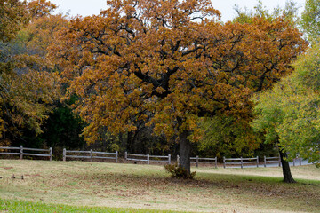 autumn landscape with trees
