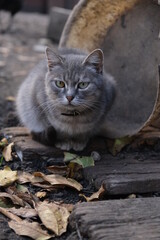 Lonely abandoned cat on the street. Fluffy little sad cat. Animals without a home. Homeless animal left by the owner on the street.